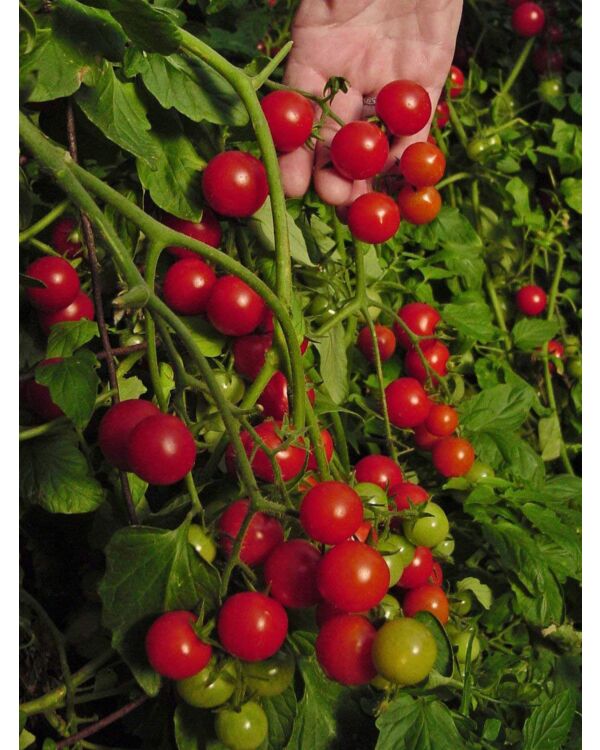 Balkontomate -Rote Kirsche- 10 Samen