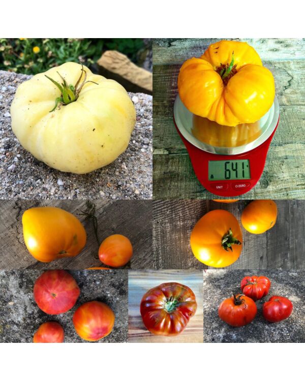 Bunter  Beefsteak Tomaten Mix 20 Samen