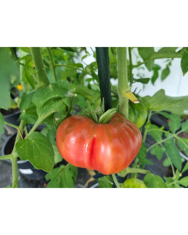 Bulgarische Riesentomate 10 Samen