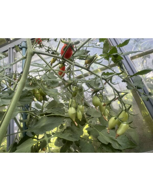 Bozener Datteltomate 10 Samen