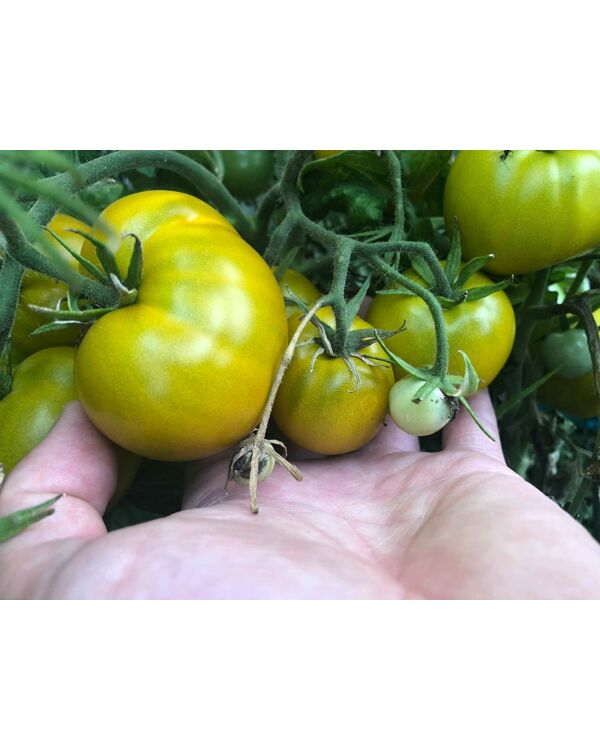 Buschtomate -Lime Green Salad- 5 Samen